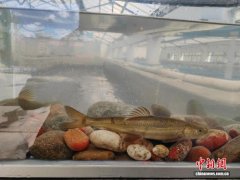 西藏尖裸鲤子二代首次繁育